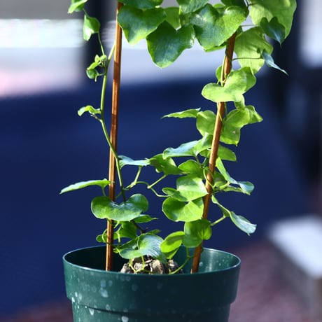 ディオスコレア   亀甲竜     Dioscorea elephantipe     no.21409-1