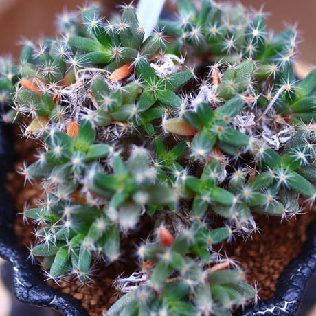 トリコディアデマ デンスム   紫星晃／Trichodiadema densum   no.40332