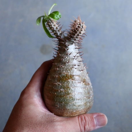 パキポディウム グラキリス   Pachypodium rosulatum var. gracilius no.110329