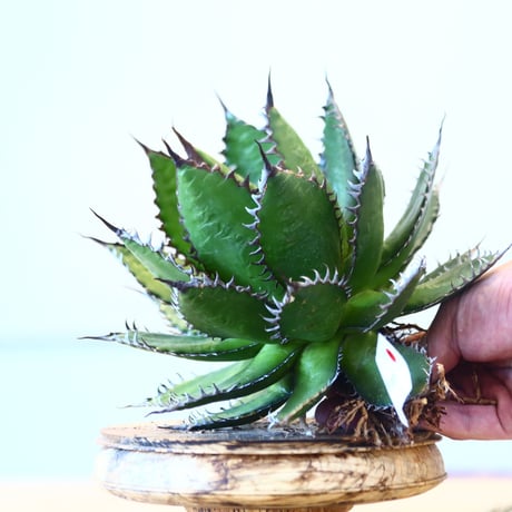Agave horrida / Style of Chika   no.1015/17
