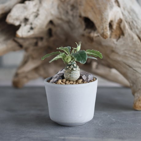 Dorstenia foetida × Kazuhiro Arima(2.5号)  no.629-23