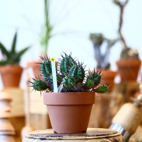 YAMABACHI × Euphorbia ferox   no.100121