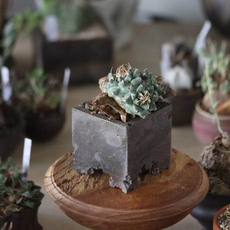 Turbinicarpus alonsoi × takero pot　 no.1201-6