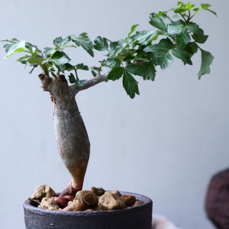 ブルセラ   ファガロイデス  Bursera fagaroides no.90121