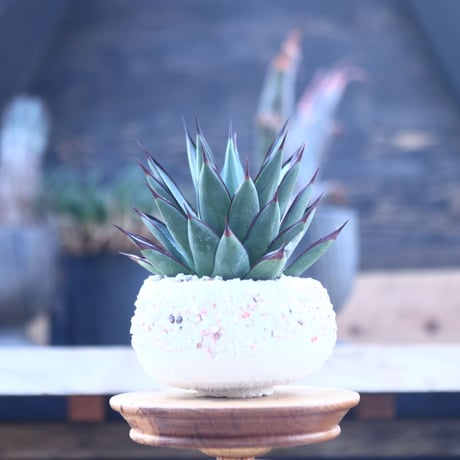 アガベ　ブルーグロー Agave 'Blue Glow'    no.22809