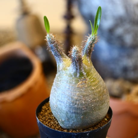 Pachypodium gracilius   no.32445