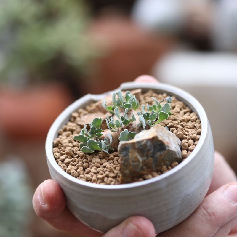 オトンナ カカリオイデス／Othonna cacalioides no.112701