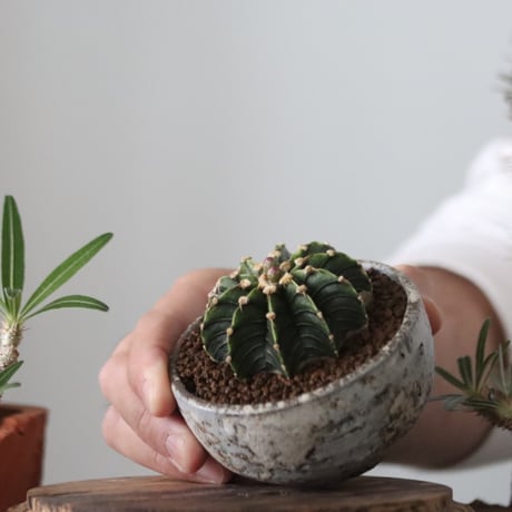 Gymnocalycium friedrichii LB2178 × たけろうポット   no.51206
