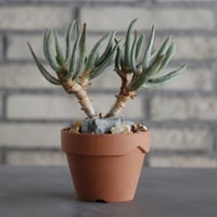 Aloe ramosissima × YAMBACHI (3号)  no.607/28
