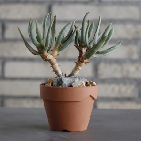 Aloe ramosissima × YAMBACHI (3号)  no.607/28