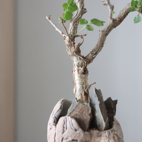 Bursera fagaroides × Haruki Kanai   no.51237