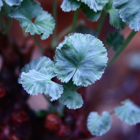 ペラルゴニム  ミラビレ／Pelargonium mirabile  　no.21334