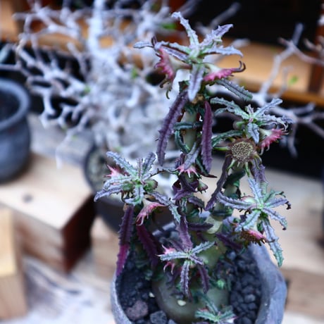 ドルステニア  ヒルデブランドティー f. クリスプム／ Dorstenia hildebrandtii f. crispum    no.51606