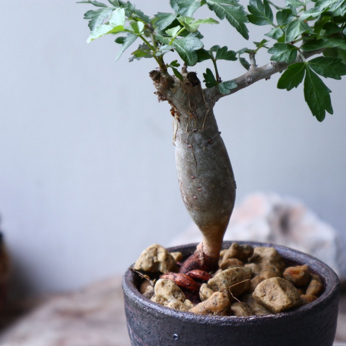 ブルセラ ファガロイデス Bursera fagaroides no.90121 | 芽の巣山 ブルセラ ファガロイデス Bursera fagaroides no.90121 | 芽の巣山