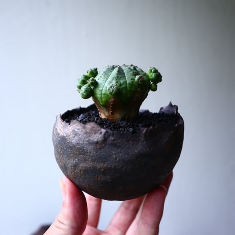 ユーフォルビア  仔吹きオベサ     Euphorbia obesa　no.71407