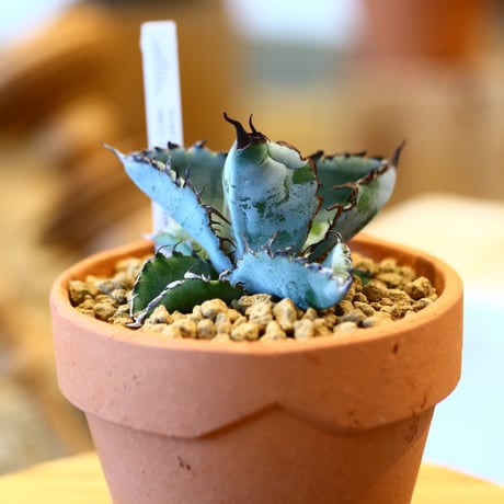Agave titanota black&bule × YAMABACHI    no.123170
