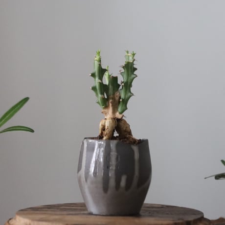 Euphorbia knuthii × N/OH  no.51203
