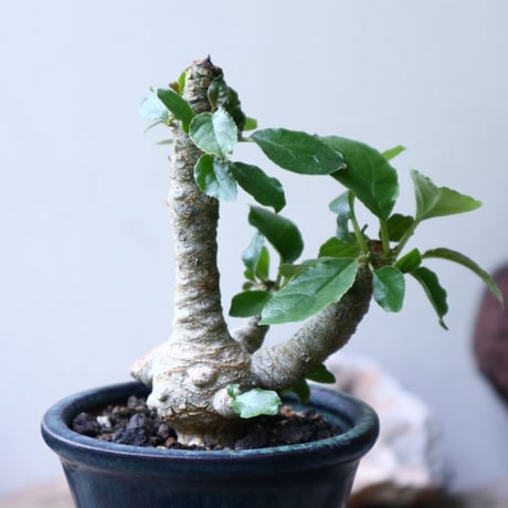 ドルステニア フォエチダ   Dorstenia foetida  no.90122