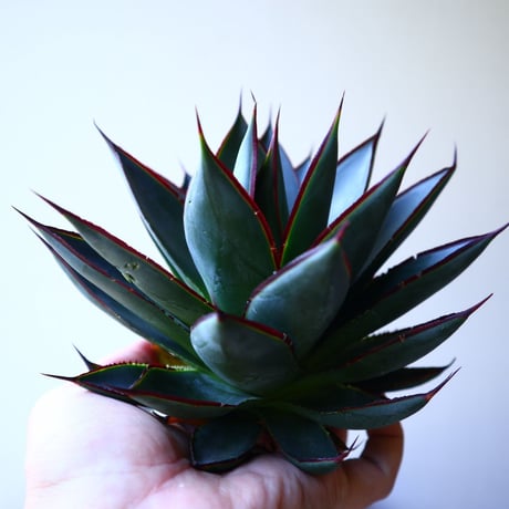アガベ   ブルーグロー    Agave 'Blue Glow'r   no.42815