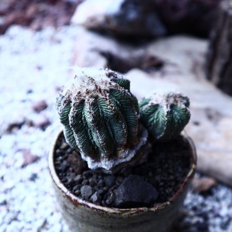 アズテキウム リッテリ　花籠　自根 　 Aztekium ritteri　no.22303