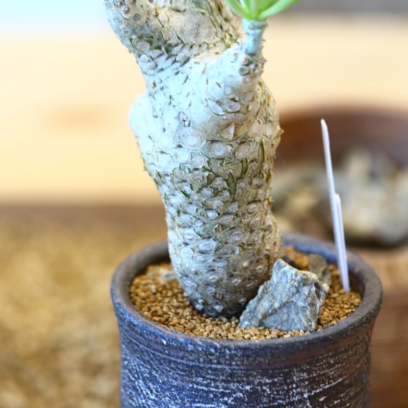 Tylecodon rubrovenosus × 安西桂﻿﻿ no.111235 | 芽の巣山