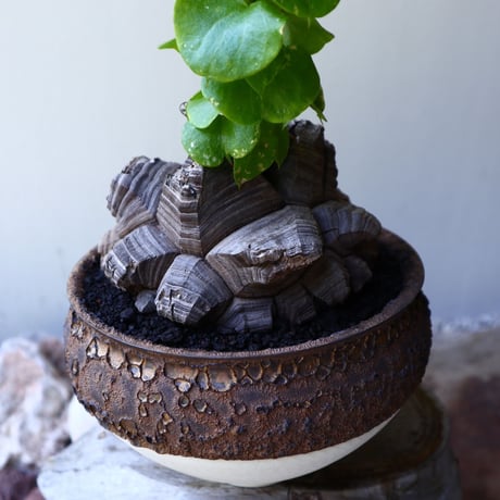 ディオスコレア   亀甲竜    Dioscorea elephantipe     no.60232