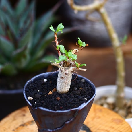 フォークイエリア  コルムナリス  (観峰玉)／Fouquieria columnari   no.91213