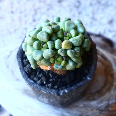 アロイノプシス  スクーネーシー   Aloinopsis schooneesii   no.20217