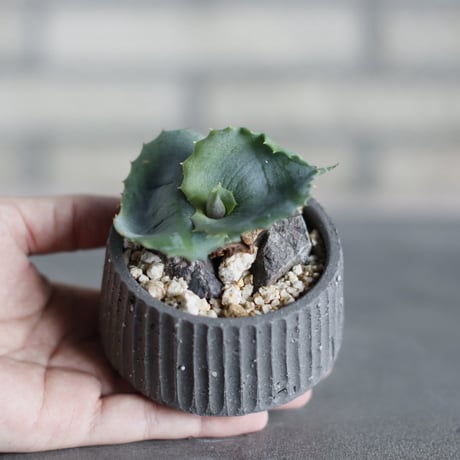 Agave  ”Papilio platanioides” × N/OH (3号)  no.524/37