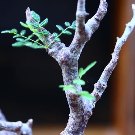 コミフォラ モンストローサ／Commiphora monstrosa   no.100354