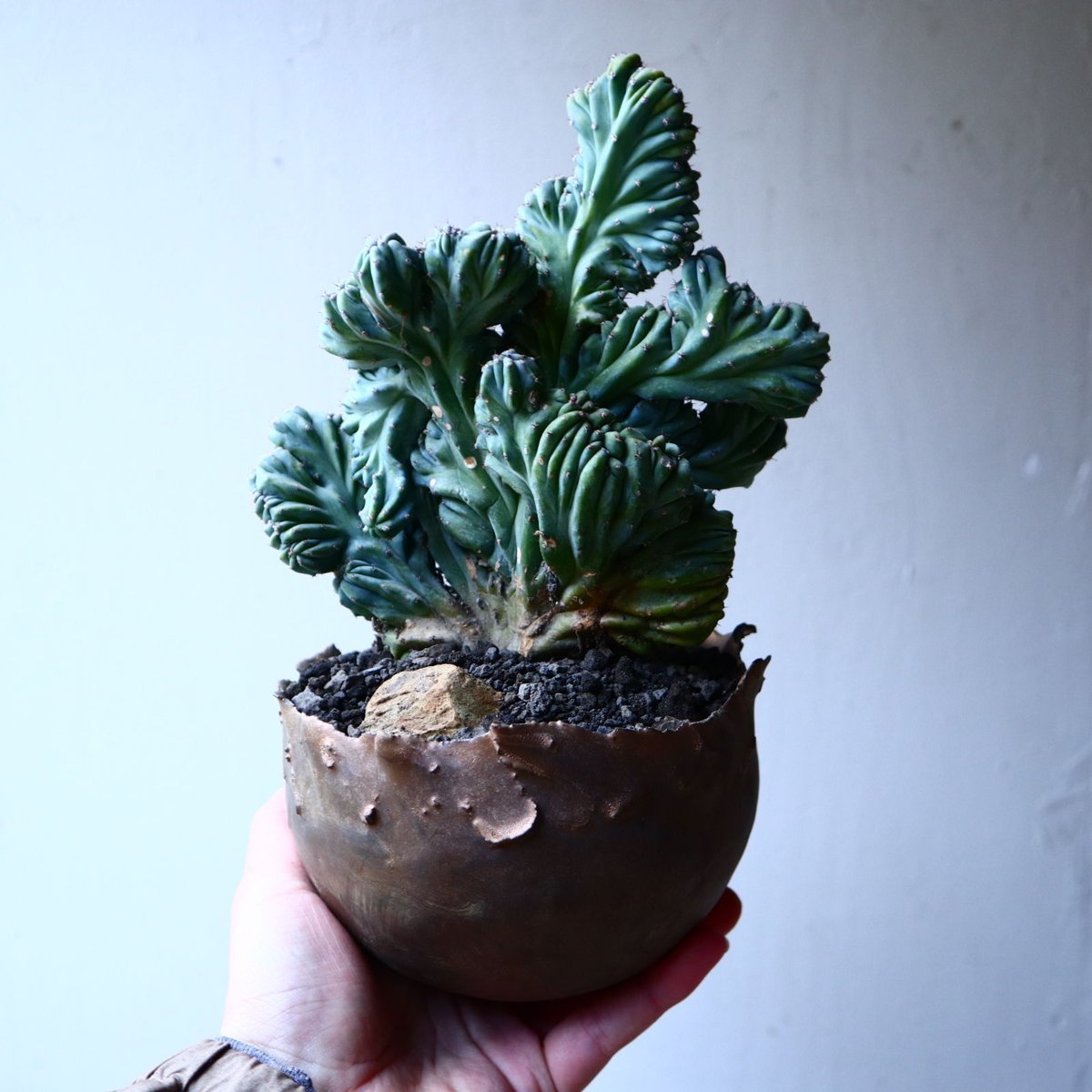 竜神木　綴化　抜き苗①② ミルティロカクタス：竜神木綴化（りゅうじんぼく・てっか）3号