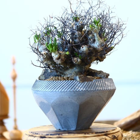 Tylecodon reticulate × N/OH  no.90325