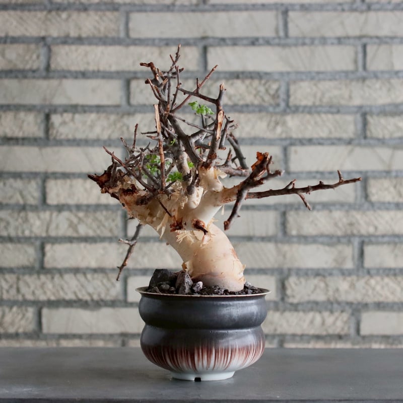 Commiphora kataf (pure) × 山山 特別共作鉢 (5号) no.101