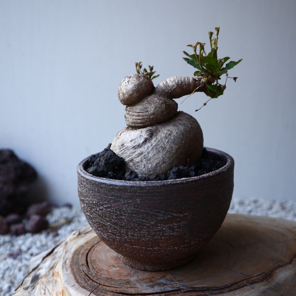 ☆塊根植物・多肉植物☆860☆ ユーフォルビア ラノヒラ Euphorbia sp