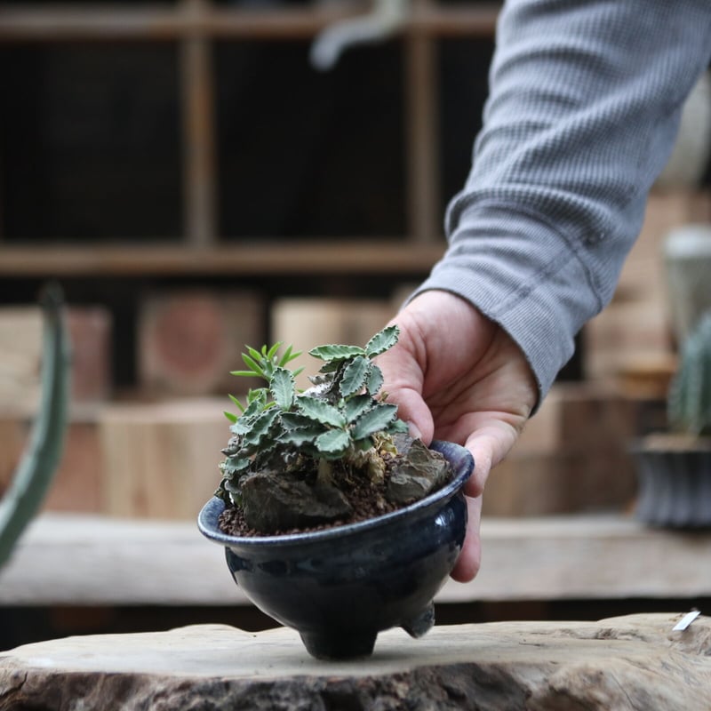 ユーフォルビア デカリー／Euphorbia decaryi no.111371 | 芽の巣山
