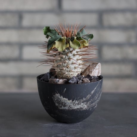 Pachypodium namaquanum (光堂)  × 陶器鉢 (4号)  no.524/14