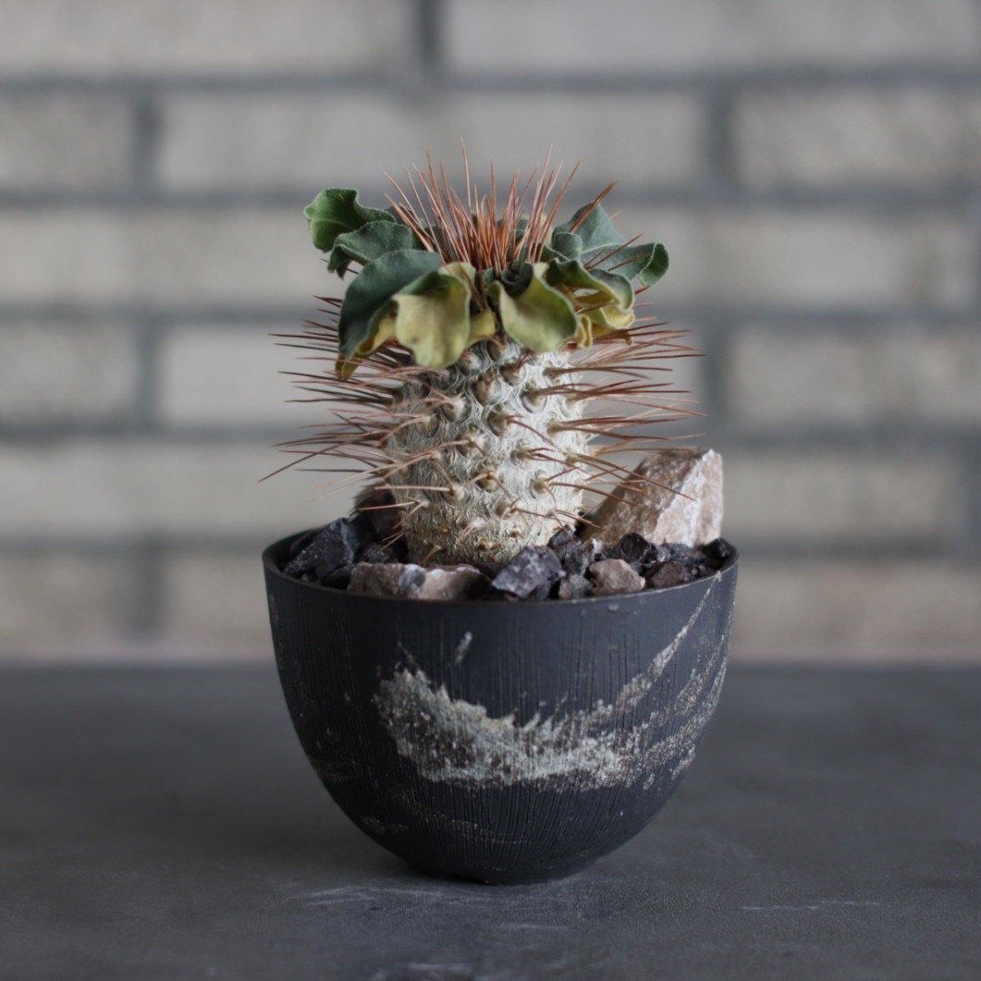 Pachypodium namaquanum (光堂) × 陶器鉢 (4号) no.524