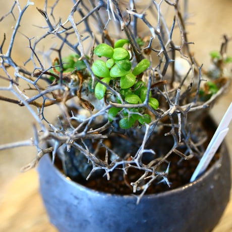 Tylecodon reticulate × tたけろうポット  no.31007