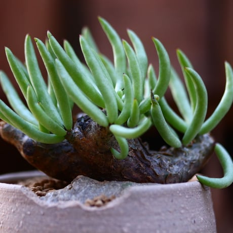チレコドン ペアルソニー 白象 / Tylecodon pearsonii / 発根済み   no.22637