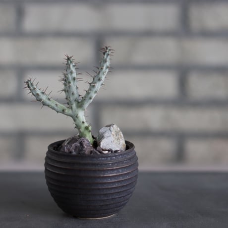 Euphorbia horwoodii × takero pot (3号)  no.524/40