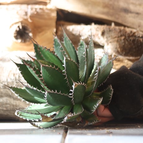 U.S. horrida -By the way (Agave horrida) / Style of Chika　no.1203-10