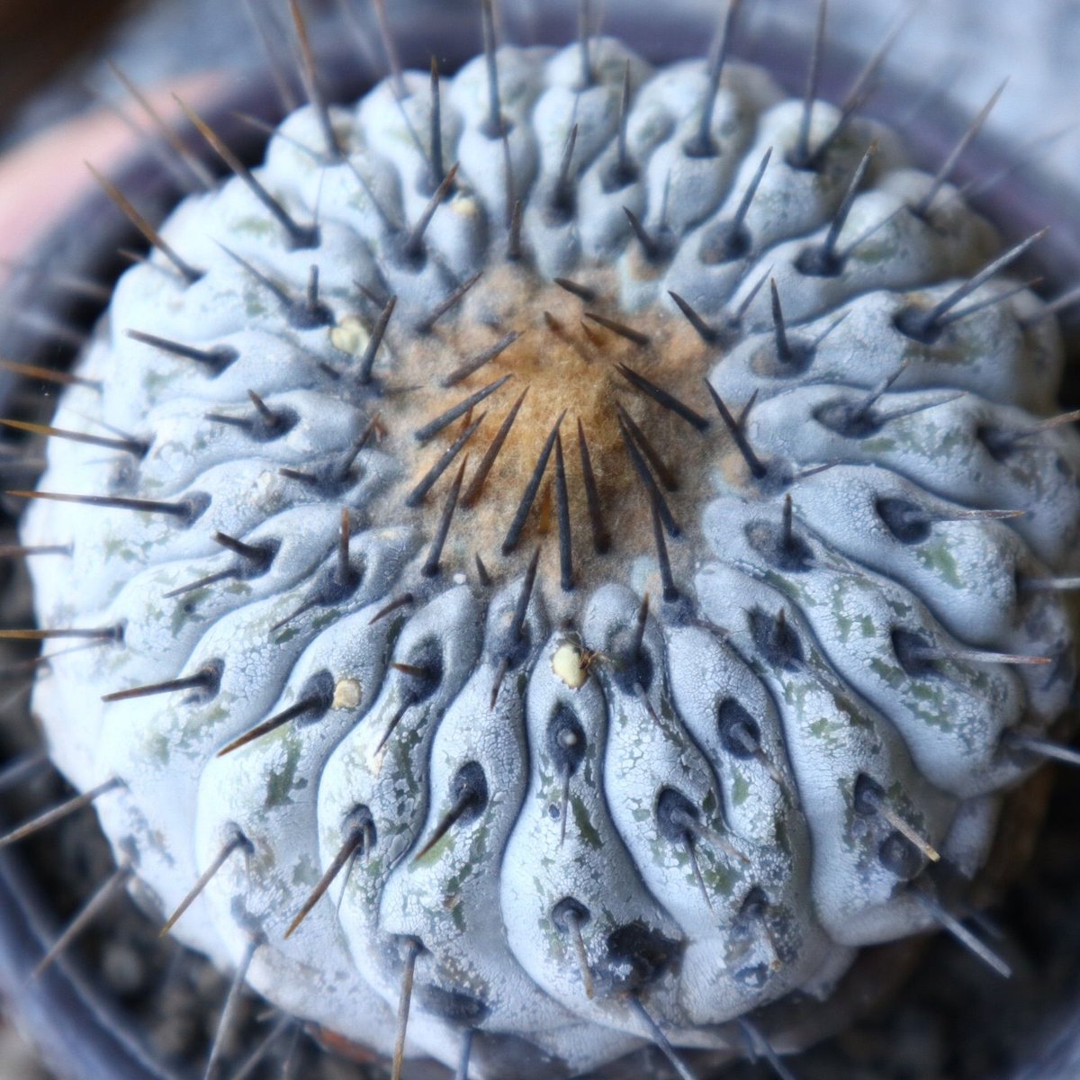 コピアポア 孤竜丸 Copiapoa cinerea var. columna-alba コピアポア 孤竜丸 Copiapoa cinerea var. columna-alba