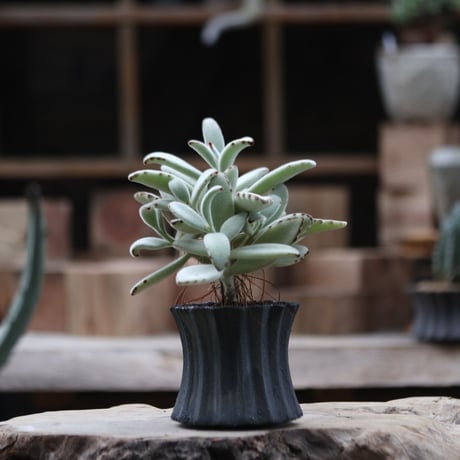 カランコエ  トメントーサ 月兎耳／Kalanchoe   tomentosa  no.111365