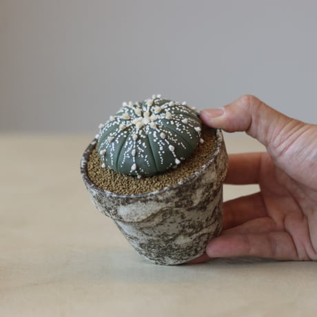 Astrophytum asterias ロイヤルスーパー兜 × YAMABACHI var. takero pot   no.207-14