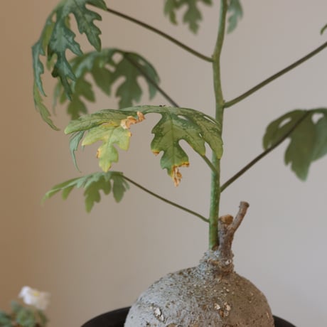 Adenia metamorpha   no.920-28