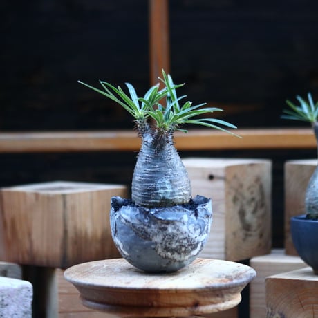 パキポディウム  グラキリス ／Pachypodium  gracilius     no.103171