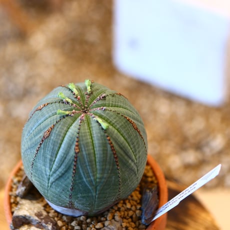 Euphorbia  symmetrica × YAMABACHI   no.123152