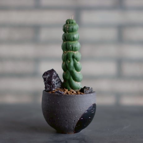 Eulychnia castanea f. 'spiralis' × N/OH (3号)  no.830-30