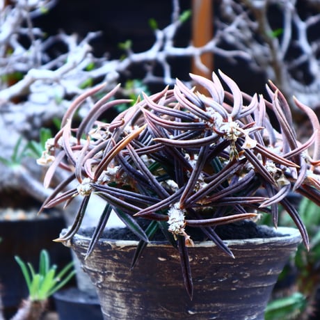 ユーフォルビア キリンドフォリア／Euphorbia cylindrifolia   no.51615