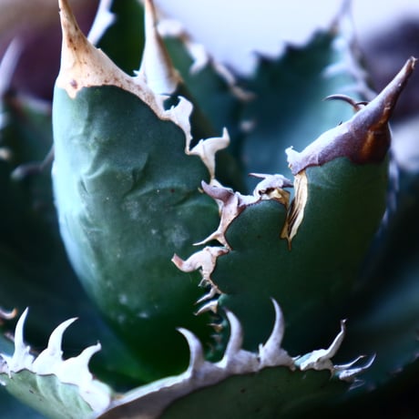 アガベ チタノタ    Agave titanota     no.33212